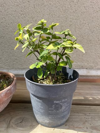 Lote 5 bonsáis Celastrus Cornus olmo boj evonimo