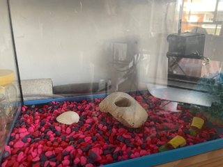 Acuario 16L Cristal y Plástico