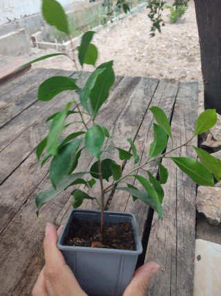 4 Plantones Ficus