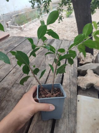 4 Plantones Ficus