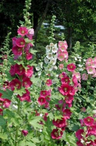 Semillas Malva Real 4 Colores