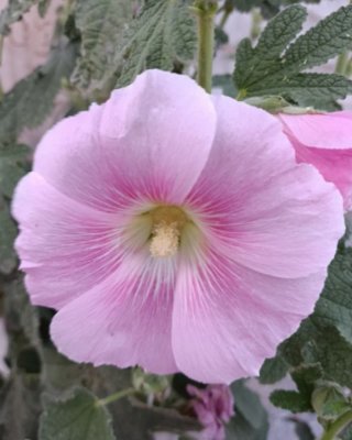Semillas Malva Real 4 Colores