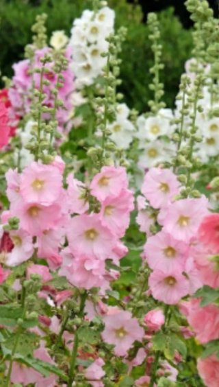 Semillas Malva Real 4 Colores