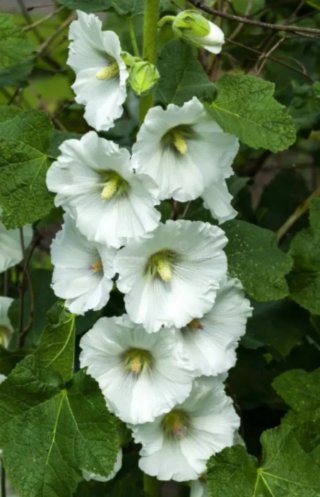 Semillas Malva Real 4 Colores