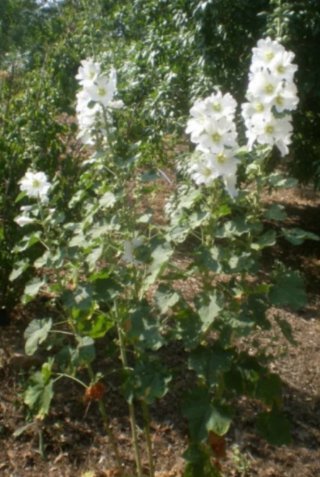 Semillas Malva Real 4 Colores