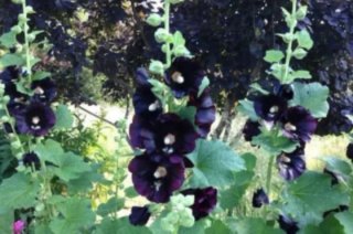 Semillas Malva Real 4 Colores