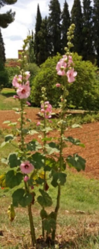 Semillas Malva Real 4 Colores