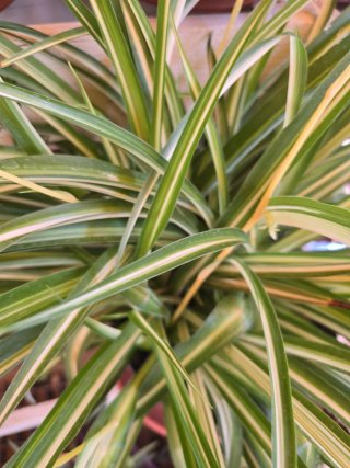 Planta araña variegada