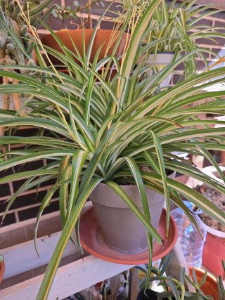 Planta araña variegada