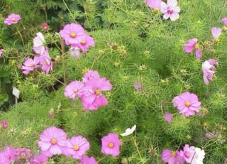 Semillas de Cosmos