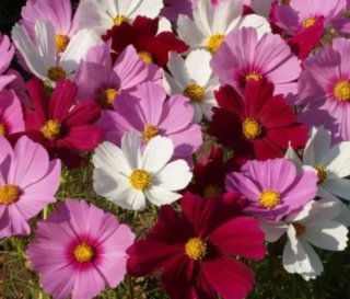Semillas de Cosmos