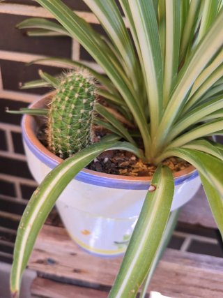 Planta de interior con maceta decorada