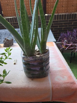 Planta Aloe Vera en maceta reciclada