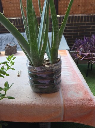 Planta Aloe Vera en maceta reciclada