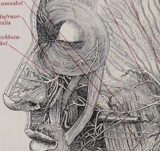Lámina antigua anatomía 1905: Sistema nervioso
