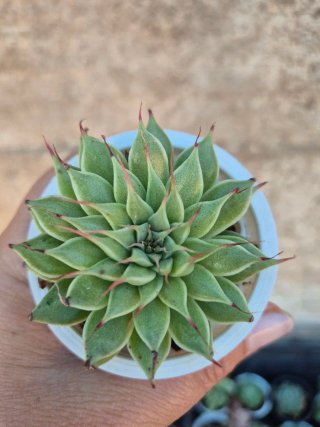 Graptoveria `Silver Star