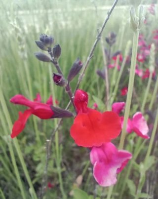 Semillas Salvia Microphylla roja