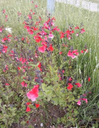 Semillas Salvia Microphylla roja
