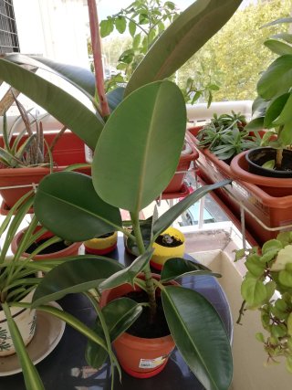 Ficus Robusta Planta Grande