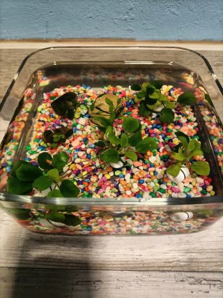 Anubias para acuario - 2 x 5€