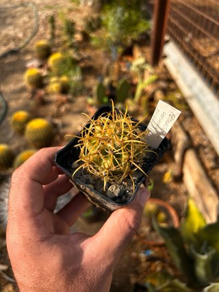 Ferocactus - Collezione