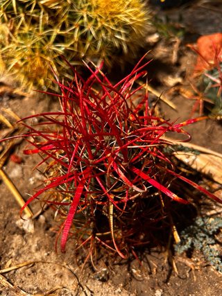 Ferocactus - Collezione