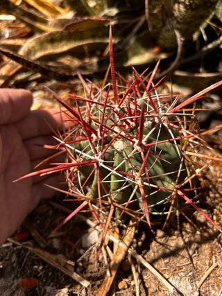 Ferocactus - Collezione