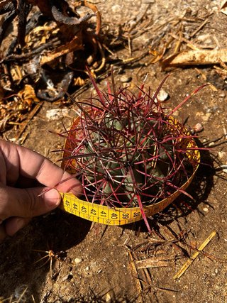 Ferocactus - Collezione