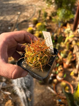 Ferocactus - Collezione