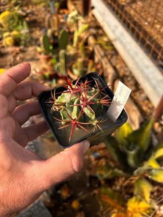 Ferocactus - Collezione