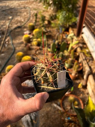 Ferocactus - Collezione