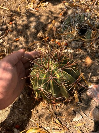 Ferocactus - Collezione