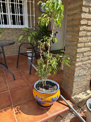 Planta en maceta decorativa
