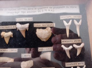 Fósseis de peixes e répteis - Marrocos