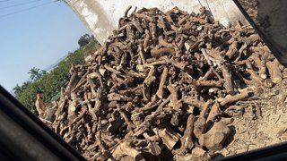 Se recoje leña de poda de naranjo frutal i olivo