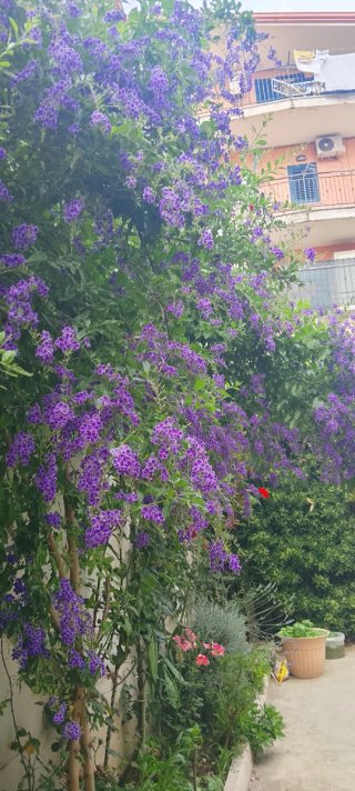 Pianta di Duranta con fiori viola