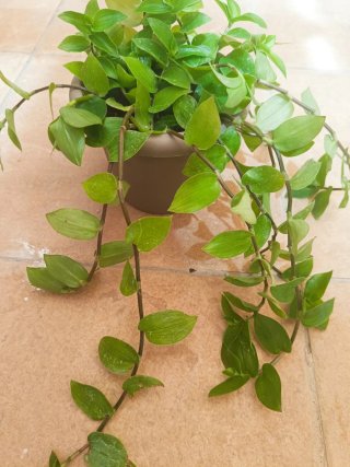 Planta Amor de Hombre