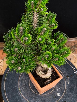 bonsai Thumbergii