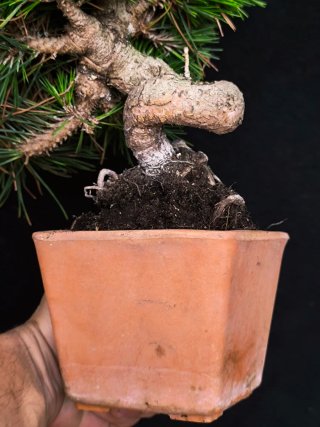 bonsai Thumbergii