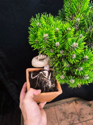 bonsai Thumbergii