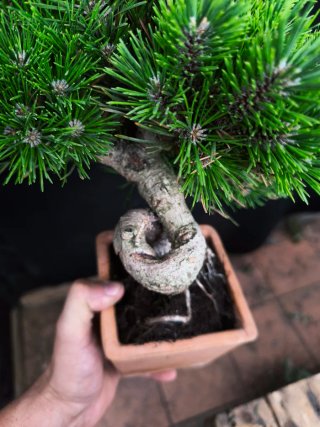 bonsai Thumbergii
