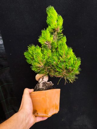 bonsai Thumbergii