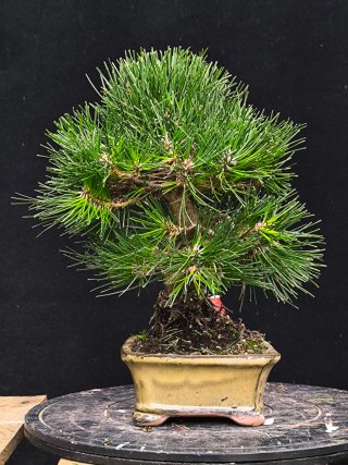 bonsai thumbergii