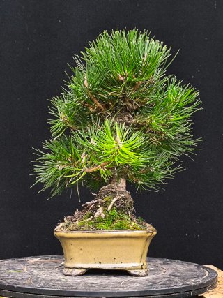 bonsai thumbergii