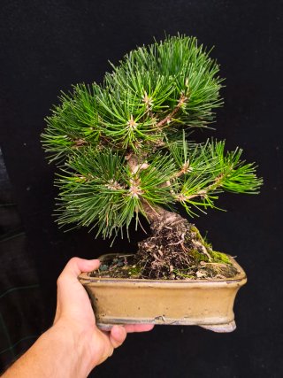 bonsai thumbergii