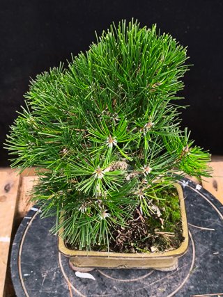 bonsai thumbergii