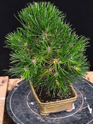 bonsai thumbergii