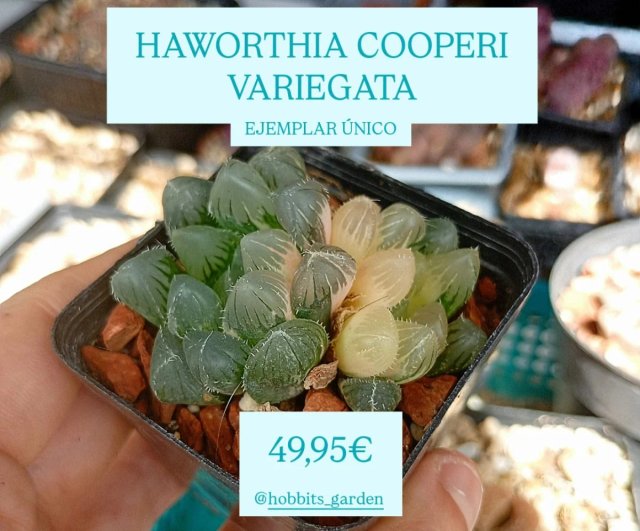 Haworthia Cooperi Variegata ÚNICA - Suculentas