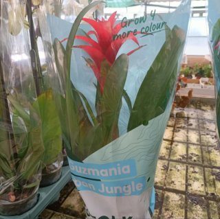 Guzmania Calypso 50cm