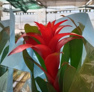 Guzmania Calypso 50cm